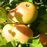 Pommes variété 'golden orange'
