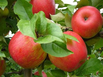 Pommes variété 'idared'