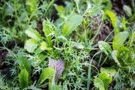 Mesclun mélange asiatique