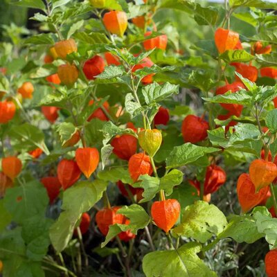Plant fleur amour en cage