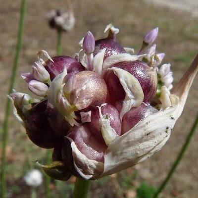 Plant vivace ail perpetuel