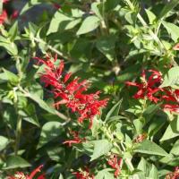 Plante vivace sauge ananas