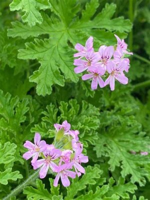 Plante fleur géranium rosat