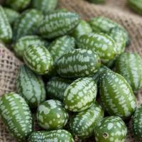 Plant concombre cocktail