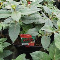 Fushia vivace rouge en pot de 3l