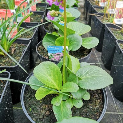 Bergenia rose vif en pot de 3l