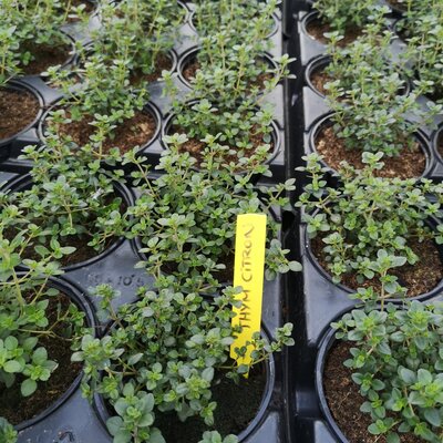 Plant de thym citron pot 10.5 cm
