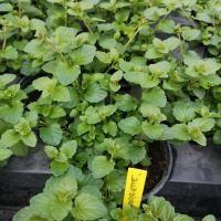 Plant de sarriette pot 13 cm