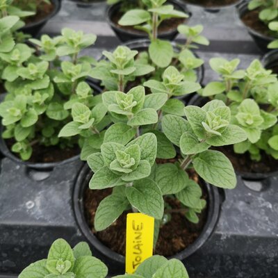 Plant de marjolaine pot 13 cm