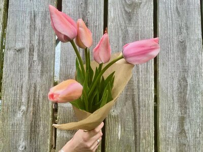 Fleurs - tulipes botte