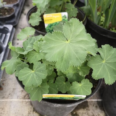 Alchemille en pot de 3l