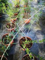 Plant de baie de goji pot 1.5l