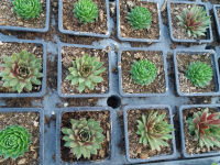 Vivace rocaille sempervirum x 3 variétés