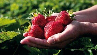 Fraise variété clery