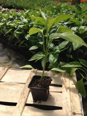 Plant de poivron