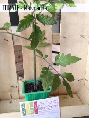 Plant de tomate - variété : marmande