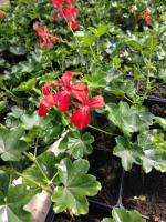 Lierre rouge - barquette de 10