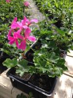 Lierre rose - barquette de 10