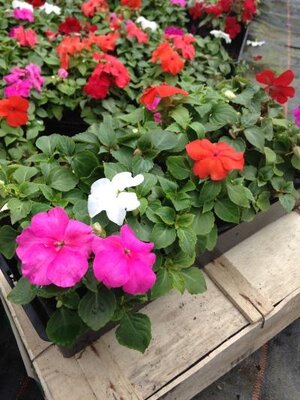 Impatiens - barquette de 10