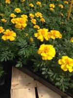 œillet d'inde - jaune -barquette de 10