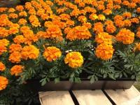 œillet d'inde - orange - barquette de 10