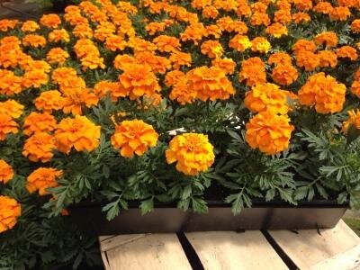 œillet d'inde - orange - barquette de 10