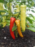 Plant poivron banana swwet early