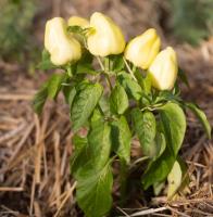 Plant poivron albinos