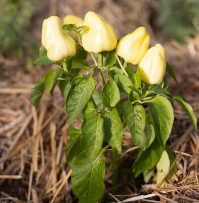 Plant poivron albinos