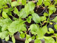 Blette à carde rouge