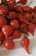 Piment biquinho - image 2