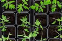 Plant de tomate 'rose de berne'