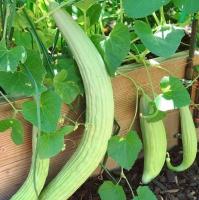 Plant concombre d'arménie