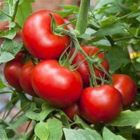 Plant tomate belle de lorraine