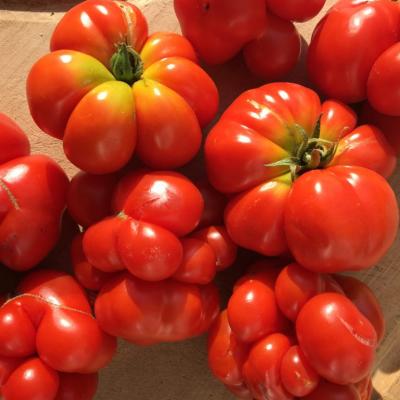 Plant tomate voyageur