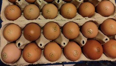 Oeufs fermiers permacole