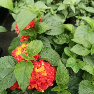 Lantana