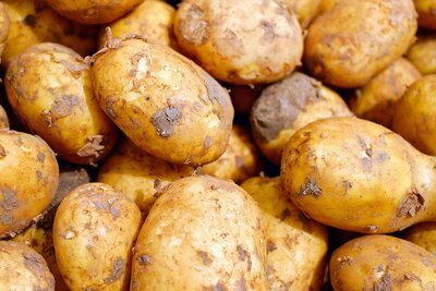Pommes de terre nouvelles