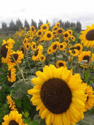 Tournesol soraya