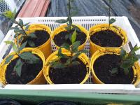 Plant de laurier-sauce