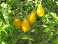 Tomate cerise poire jaune (plant)