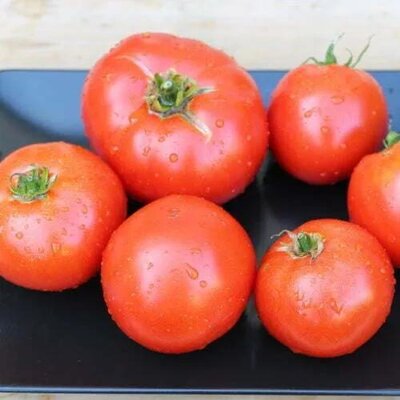 Tomate géante d'orenbourg (plant)