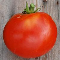 Tomate saint pierre -(plant)-
