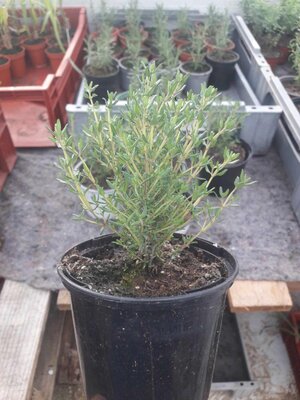 Thym en pot