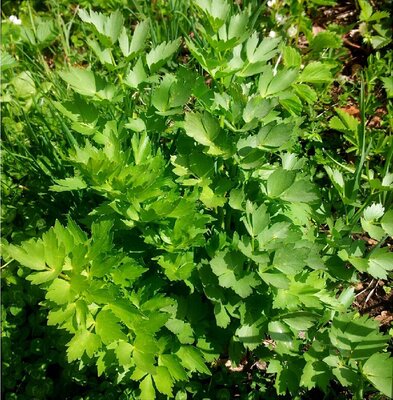 Plant aromatique livèche - céleri perpetuel