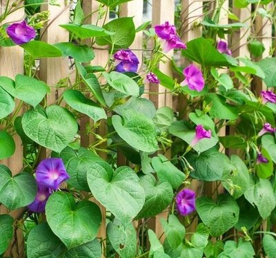 Plant fleur ipomée tricolore