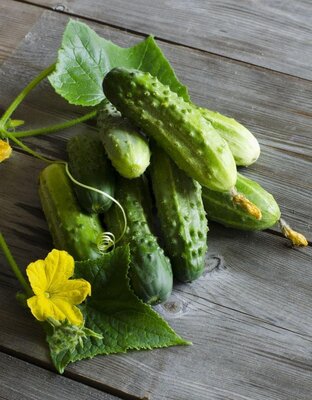 Plant cornichon de paris