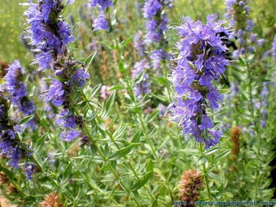 Plant aromatique hysope