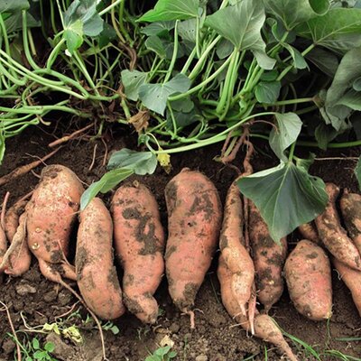 Plant patate douce