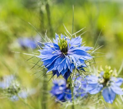 Plant fleur nigelle de damas